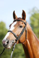 Extreme closeup of a domestic saddle horse on a rural animal farm. Portrait of an angloarabian...