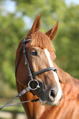 Obraz premium Extreme closeup of a domestic saddle horse on a rural animal farm. Portrait of an angloarabian chestnut colored stallion against green natural background