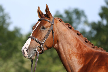 Extreme closeup of a domestic saddle horse on a rural animal farm. Portrait of an angloarabian...