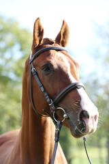 Obraz premium Extreme closeup of a domestic saddle horse on a rural animal farm. Portrait of an angloarabian chestnut colored stallion against green natural background