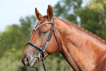 Extreme closeup of a domestic saddle horse on a rural animal farm. Portrait of an angloarabian...
