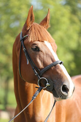 Obraz premium Extreme closeup of a domestic saddle horse on a rural animal farm. Portrait of an angloarabian chestnut colored stallion against green natural background