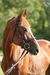 Extreme closeup of a domestic saddle horse on a rural animal farm. Portrait of an angloarabian chestnut colored stallion against green natural background