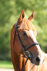 Fototapeta premium Extreme closeup of a domestic saddle horse on a rural animal farm. Portrait of an angloarabian chestnut colored stallion against green natural background