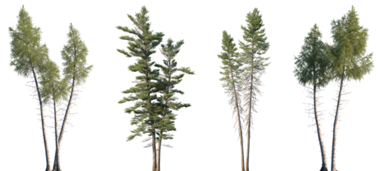 Set of Larix laricina and Picea mariana isolated png in sunny daylight on a transparent background perfectly cutout
