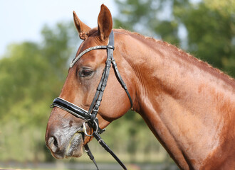 Extreme closeup of a domestic saddle horse on a rural animal farm. Portrait of an angloarabian...
