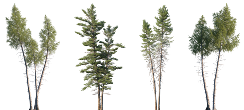 Set of Larix laricina and Picea mariana isolated png in sunny daylight on a transparent background perfectly cutout