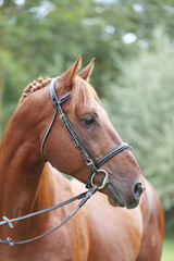Fototapeta premium Extreme closeup of a domestic saddle horse on a rural animal farm. Portrait of an angloarabian chestnut colored stallion against green natural background
