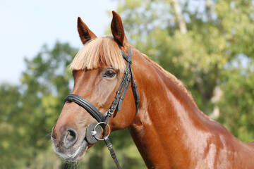 Extreme closeup of a domestic saddle horse on a rural animal farm. Portrait of an angloarabian...