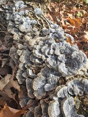 Turkey Tail