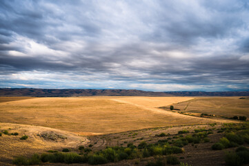 Sunset over Wheat fields with yellow wheat and dark blue sky, in Eastern Oregon. USA.