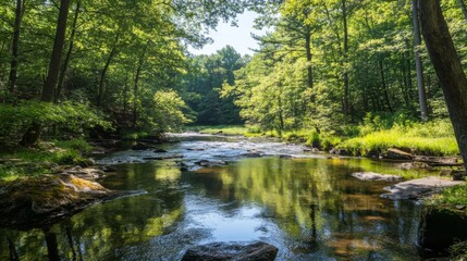 Tranquil Forest Stream