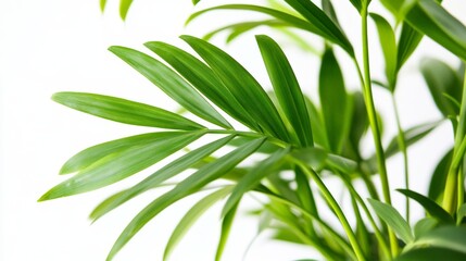Fototapeta premium Lush Green Plant Leaves
