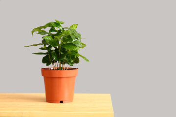 Green houseplant on table near grey wall