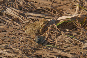 Frog at Lost Lake, Oregon
