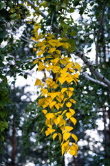 Yellow leaves on birch branches in autumn forest.