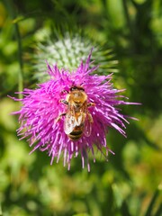 Biene (Anthophila) auf Blüte mit unscharfem Hintergrund