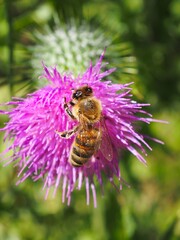 Biene (Anthophila) auf Blüte mit unscharfem Hintergrund
