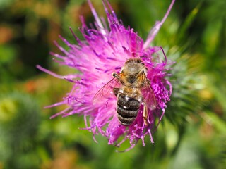 Biene (Anthophila) auf Blüte mit unscharfem Hintergrund