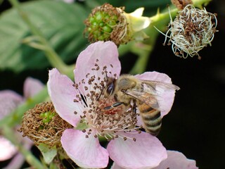 Biene (Anthophila) auf Blüte mit unscharfem Hintergrund