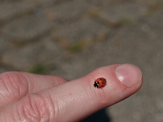 Mini Marienkäfer (Coccinellidae) auf einer Hand mit unscharfem Hintergrund