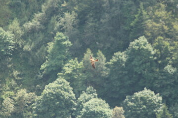 A Common Kestrel in Alsace 