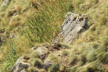 A Common Kestrel in Alsace 