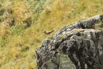 A Common Kestrel in Alsace 