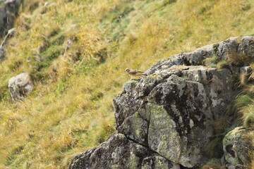 A Common Kestrel in Alsace 