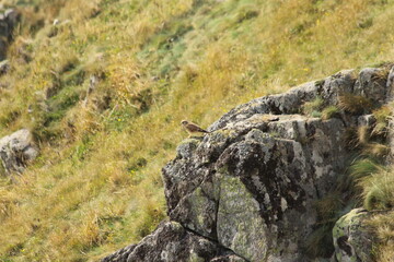 A Common Kestrel in Alsace 