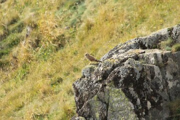 A Common Kestrel in Alsace 