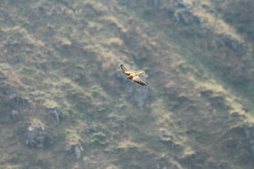 A Common Kestrel in Alsace 