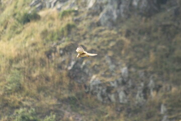 A Common Kestrel in Alsace 