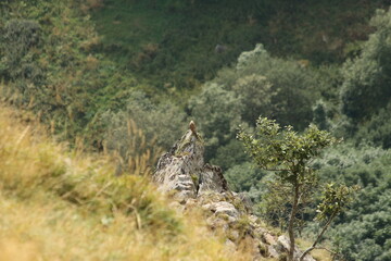 A Common Kestrel in Alsace 