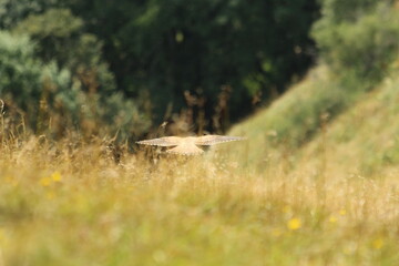 A Common Kestrel in Alsace 