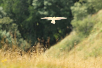 A Common Kestrel in Alsace 