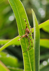 spider on a leaf