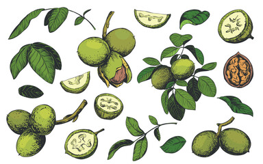 Vector walnut in color engraving technique. Unripe walnut seeds whole and halves, leaves and branches. Clipart for Nocino liqueur label. Linear ink sketch.