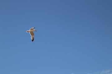 seagull in flight