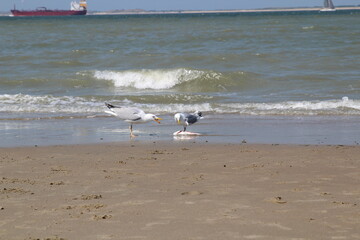 seagulls on the beach eating fish