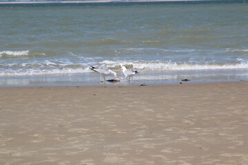 seagulls on the beach eating fish