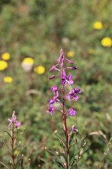 flowers in the field