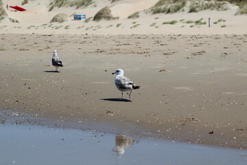 seagulls on the beach
