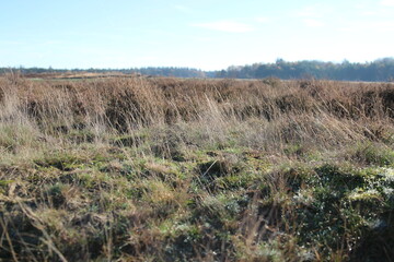 de heide