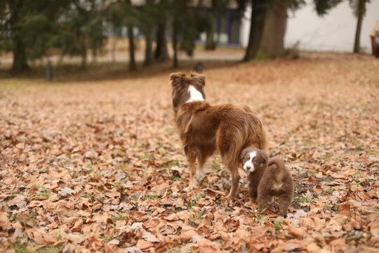 Two dogs are walking through a field of leaves