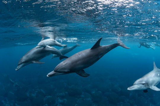 Indian Bottlenose Dolphin