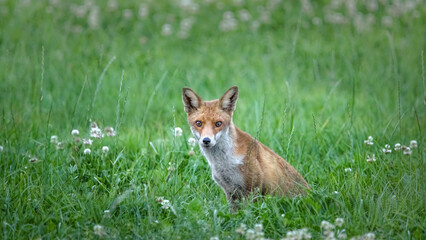 Sitting Red Fox (Vulpes Vulpes)
