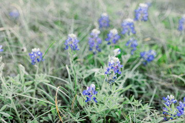 Bluebonnets