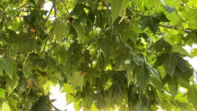 Hojas verdes de arbol moviendose con el viento