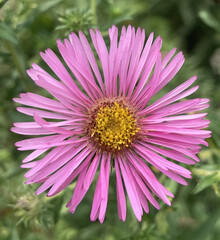 Obraz premium Pretty Purple Flower